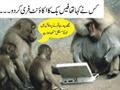 laptops on monkey facebook
