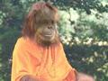 Chimp monk