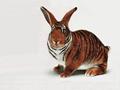 Tiger Color of Rabbit