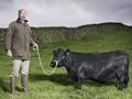 world smallest cow world records 20