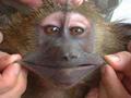 monkey looking like as man