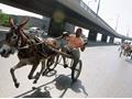 Donkey Race in Pakistan