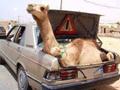 camel cargo service