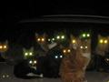 Cat Lights