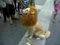 Lion Dog King