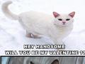 funny cat valentine