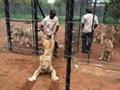 Lion In trouble