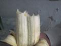Banana couple