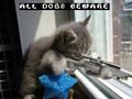 funny orkut scraps funny cats pics cat with gun