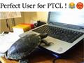 Perfect User For PTCL