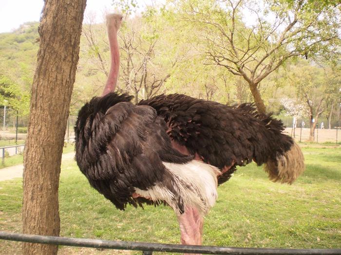 Photo - Ostrich (Shutar Murgh), Marghazar Zoo, Islamabad by Rashid ...