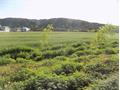 Green Fields Near Ternawa